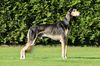 Profile picture of the animal
