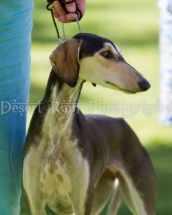 Profile picture of the animal