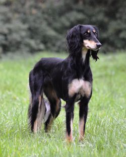 Profile picture of the animal