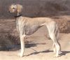 Profile picture of the animal