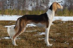 Profile picture of the animal
