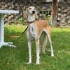 Profile picture of the animal