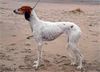 Profile picture of the animal