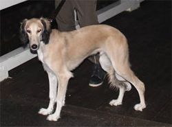 Profile picture of the animal