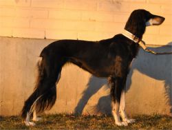 Profile picture of the animal