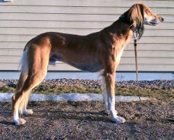 Profile picture of the animal