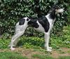 Profile picture of the animal