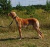 Profile picture of the animal