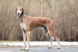 Profile picture of the animal