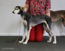 Profile picture of the animal