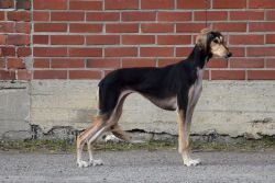 Profile picture of the animal