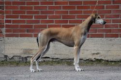 Profile picture of the animal