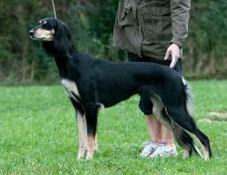 Profile picture of the animal