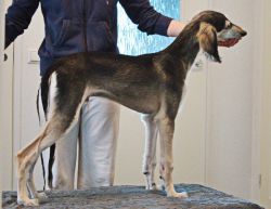 Profile picture of the animal