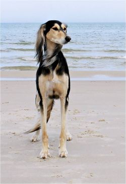 Profile picture of the animal