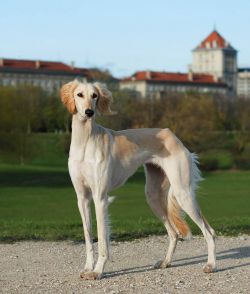 Profile picture of the animal