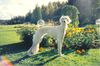 Profile picture of the animal