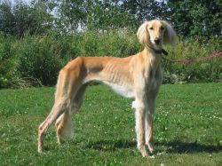 Profile picture of the animal