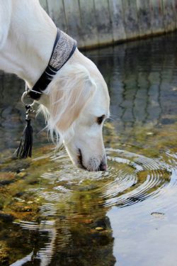 Profile picture of the animal