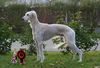 Profile picture of the animal