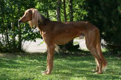 Profile picture of the animal