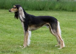 Profile picture of the animal