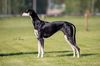 Profile picture of the animal