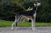 Profile picture of the animal