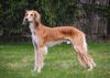 Profile picture of the animal