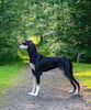 Profile picture of the animal