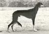 Profile picture of the animal