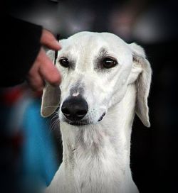 Profile picture of the animal