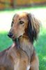 Profile picture of the animal