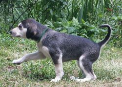 Profile picture of the animal