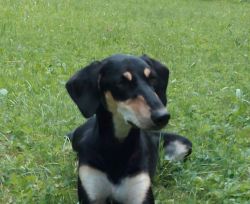 Profile picture of the animal