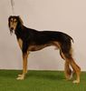 Profile picture of the animal