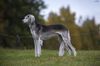 Profile picture of the animal