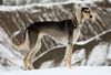 Profile picture of the animal