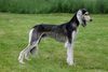Profile picture of the animal
