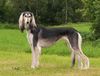 Profile picture of the animal