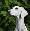 Profile picture of the animal