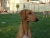 Profile picture of the animal