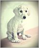 Profile picture of the animal