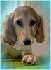 Profile picture of the animal