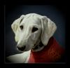 Profile picture of the animal