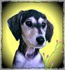 Profile picture of the animal