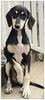 Profile picture of the animal