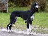 Profile picture of the animal