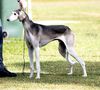 Profile picture of the animal