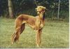 Profile picture of the animal